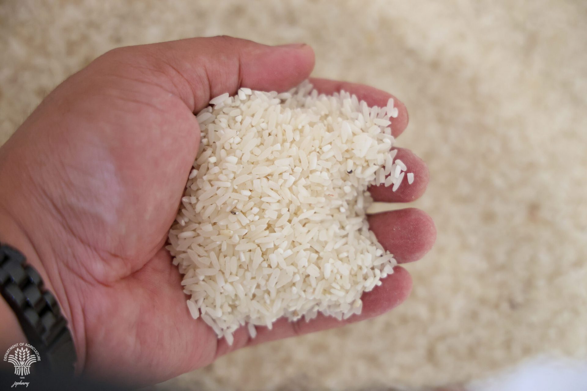 Food poverty drops in Q4 as DA expands rice, other programs ...